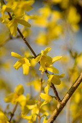 Forsythie