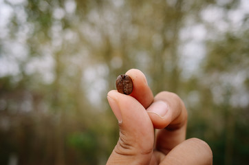 roasted arabica coffee beans