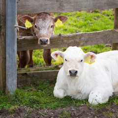 calfs in meadow near wooden fence in the netherlands