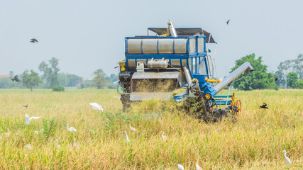 Rice Harvesting in Thailand by Thai farmer  and  his tractor which surrouned by birds such as Eastern Cattle Egret  ( Breeding plumage ).