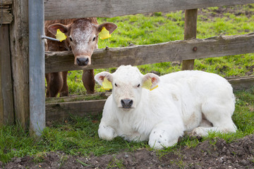 calfs in meadow near wooden fence in the netherlands