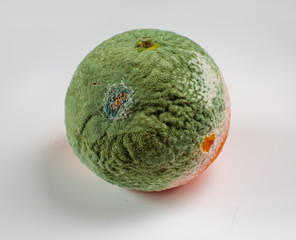 Moldy tangarine. Spoiled mandarin with green mold and fungus. Rotten fruit. Isolated on white...
