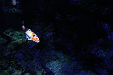 澄み切った池の中を優雅に泳ぐ鯉達