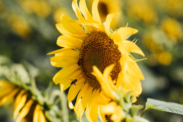 bee on sunflower