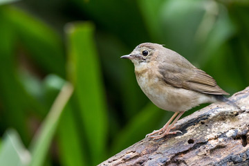White-chested Babbler perched and resting