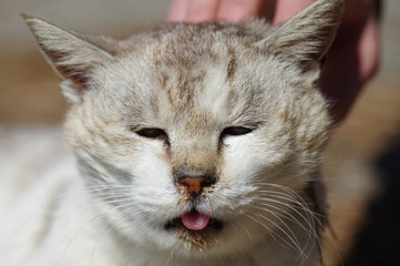 気持ちいいにゃ