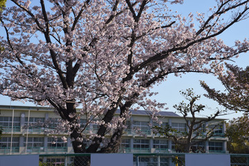 cherry blossom and school / 満開の桜と学校の校舎