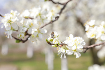  Orchard trees in bloom, close up view at blooming fruit tree, springtime beauty