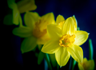 Yellow narcissus flowers with a dark background, close up 