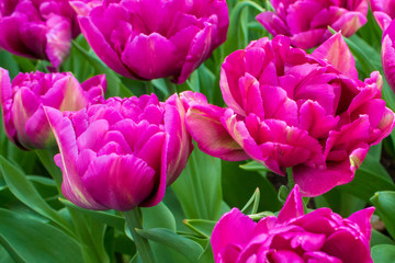 Fototapeta premium Beautiful sping flowers - tulips, narcissus