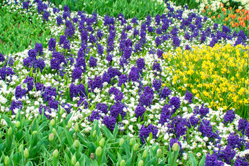 Obraz premium Beautiful sping flowers - tulips, narcissus