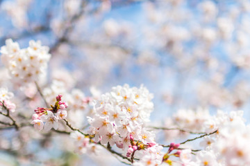 Spring blossom with cherry blossom on blue sky in Kyoto, Japan.