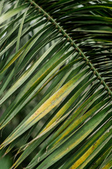 Green leaves of date tree