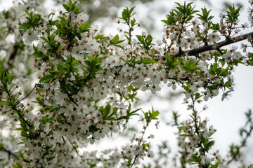 Tree blossoms in spring