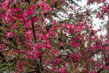 Tree blossoms in spring