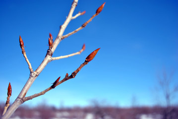 Poplar tree branches with new red buds, blue spring sky soft blurry  background