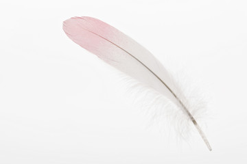 soft feather with pink and white gradient isolated on white