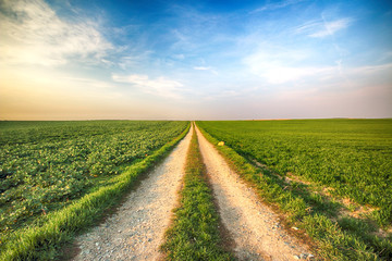 A dirt road among green fields.