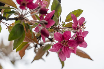 Fototapeta na wymiar Tree blossoms in spring