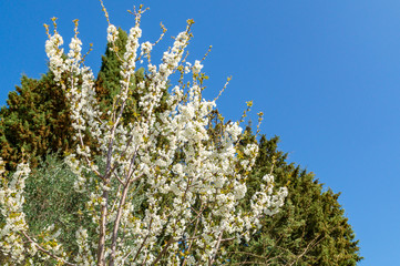 Ciliegio in fiore a primavera