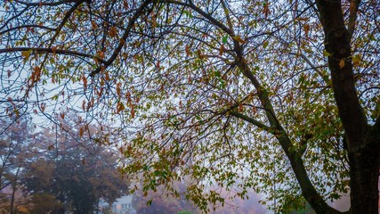 Haze in the trees