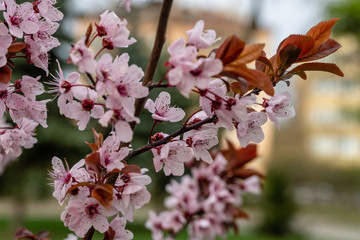 Tree blossoms in spring