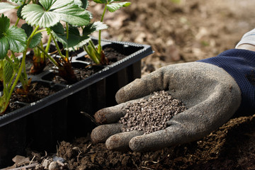 Gardener blending organic fertilizer humic granules with soil, enriching soil. - 260473593