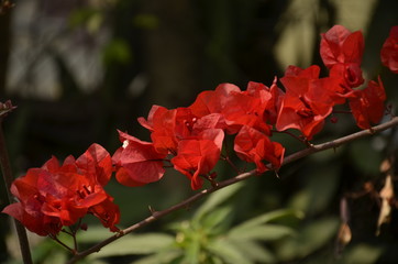 Obraz premium Red Bougainvillea