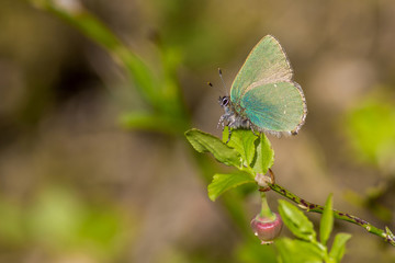 Callophrys rubi. Small green butterfly.