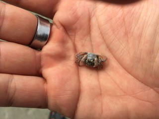 Obraz premium Babykrebs auf Hand