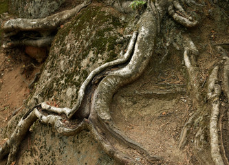 roots