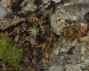 natural texture