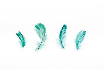 green lightweight four feathers isolated on white