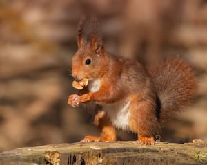 Naklejka na ściany i meble Standing European red squirrel with a walnut in its mouth