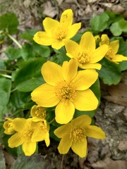 beautiful yellow spring wild flower in the forest close up