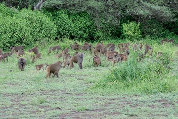 Baboon in Manyara National park in Tanzania