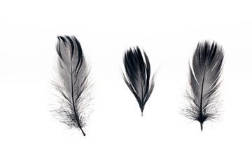 three black lightweight feathers in row isolated on white