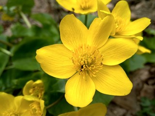 Fototapeta na wymiar beautiful yellow spring wild flower in the forest close up