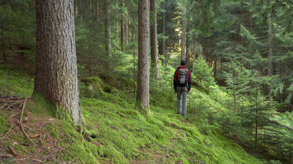 Naklejka na ściany i meble A trekker walking solo among the forest in a cloudy day