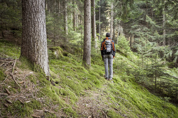 Fototapeta premium A trekker walking solo among the forest in a cloudy day