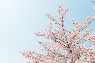 Pink Cherry blossom or sakura flower with blue sky in spring season at Japan