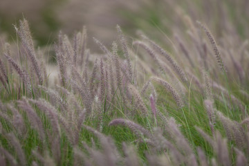 Fototapeta premium Ears of green plants in the wind in the field.Wild wheat spikelets in field