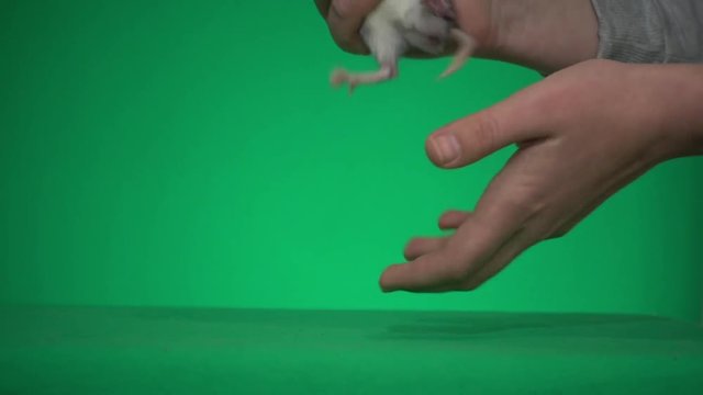 dumbo rat and human hand on green screen