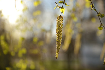 Spring birch catkins on branch without leaves on blue sky background. Birch catkin as Allergy trigger