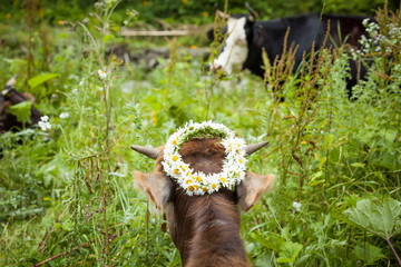 Cute cow with crown of flowers on her head