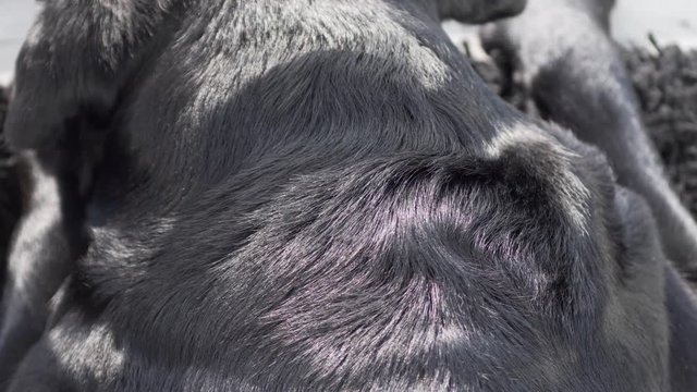 close-up of a black well-groomed curly shiny hair dog labrador retriever
