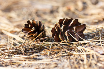 Pine cone on the ground