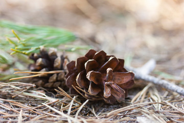 Pine cone on the ground