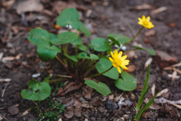 Spring, the first flowers