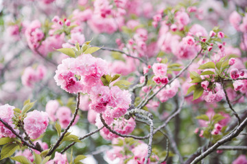 Beautiful Cherry blossom , pink sakura flower